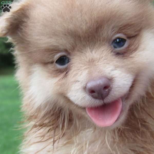 Cinnamon Bear, Pomeranian Puppy